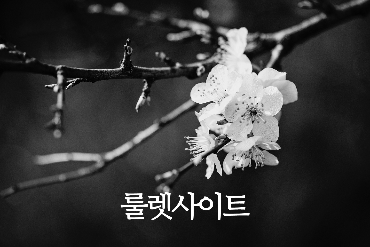 룰렛사이트